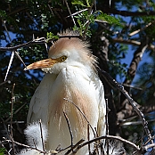 "Cattle Egret" Montagu, South Africa